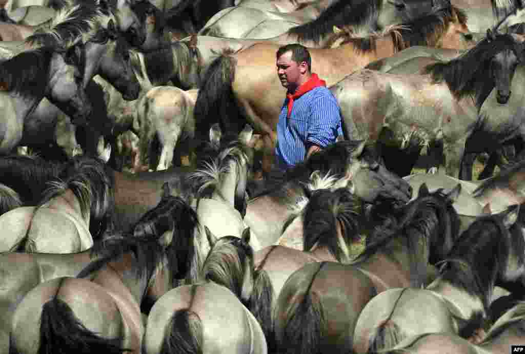 Seorang pria ikut dalam lomba mengendarai kuda liar di Duelmen, Jerman.