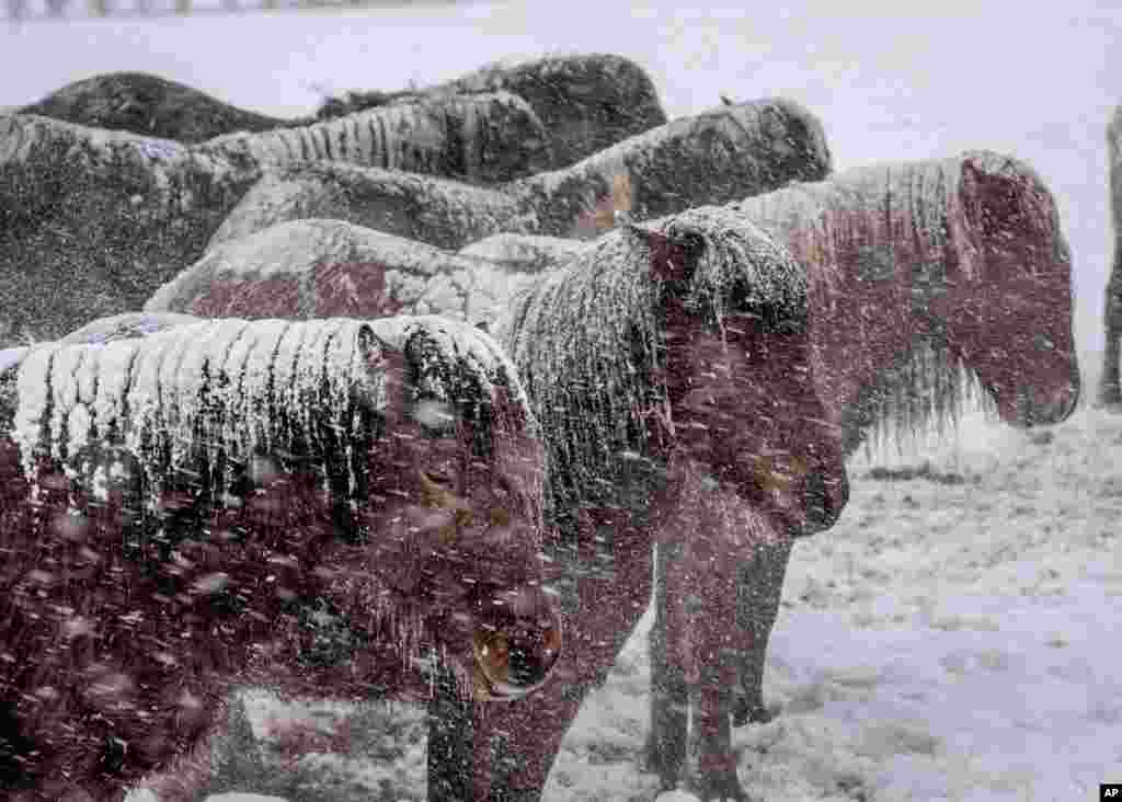 Beberapa ekor kuda Islandia tampak diselimuti oleh salju yang turun di peternakan kuda pejantan di Wehrheim, dekat Frankfurt, Jerman. (Foto AP / Michael Probst)