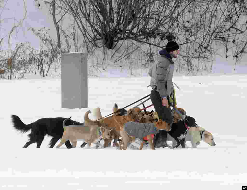 លោក Tim Pink នៃ​​ក្រុម​សេវា​បណ្តើរ​សុនខ Saratoga Dog Walkers បណ្តើរ​​សុនខ​ ១២ក្បាល​នៅ​លើ​ព្រិល​ក្នុង​សួន Congress Park ក្នុង​ក្រុង Saratoga Springs រដ្ឋ​ញូវយ៉ក។&nbsp;