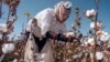An Uzbek woman picks up cotton in a field outside Tashkent September 24. The harvest is in full swing in Uzbekistan, which relies heavily on cotton exports to support its cash-starved economy.SZH/SB