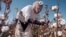 An Uzbek woman picks up cotton in a field outside Tashkent September 24. The harvest is in full swing in Uzbekistan, which relies heavily on cotton exports to support its cash-starved economy.SZH/SB