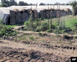 垃圾场边的菜地