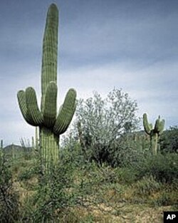 Distinctive sahuaro cacti grow in profusion in only one place: southern Arizona. They're a treat to see, but some thoughtless jerks use them for target practice and blast holes in them.