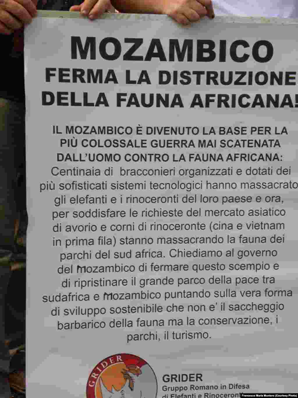 GRIDER-Grupo Romano de Defesa dos Elefantes e Rinocerontes. Manifestação no Vaticano contra a caça furtiva em Moçambique. Foto de Francesco Maria Mantero.