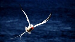 Zé Pereira clica pela natureza - 15:13