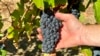 Universities Work to Protect American Wine Grapes from Wildfire Smoke