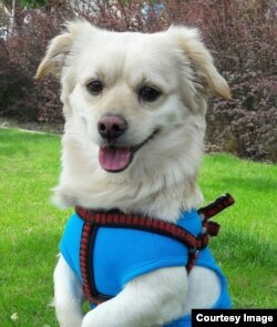 The man who filmed Thursday's scuffle in a Tehran park says his alleged assailant punched him in the face for walking this pet dog, seen here in an undated photo.