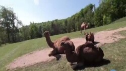 These Four-Legged Furry Friends Are Stress Busters