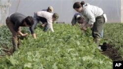 Afghan refugee boys play in a field on the outskirts of Islamabad, Pakistan.