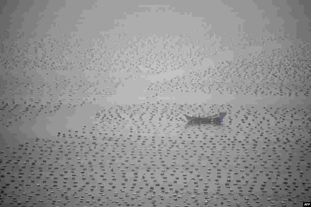 2018年3月4日，一名渔民乘坐他的船在福建连江附近的一个海蜇场中工作。