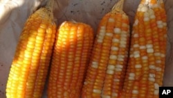 反对基因改良物种的人起诉农业部，认为农业部最近批准的一些作物有可能对有机农田造成污染