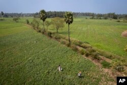 Bhaskar Rao, right, a farm worker, sprays natural pesticide as Meerabi Chunduru, left, an avid practitioner and advocate of natural farming techniques, works at her farm in Aremanda village in southern India's Andhra Pradesh state, Sunday, Feb. 11, 2024. (AP Photo/Altaf Qadri)