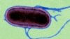 Salmonella Typhimurium (Credit: Wellcome Trust Sanger Institute)