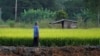 A farmer works in his rice field in Nakhonsawan province. The Thai government has offered 2 million tonnes of rice and 200,000 tons of rubber to China, the commerce minister said on Friday, as the government attempts to sell off stockpiles that are hanging over global markets and pushing down prices, Nov. 14, 2014.