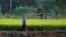 A farmer works in his rice field in Nakhonsawan province. The Thai government has offered 2 million tonnes of rice and 200,000 tons of rubber to China, the commerce minister said on Friday, as the government attempts to sell off stockpiles that are hanging over global markets and pushing down prices, Nov. 14, 2014.