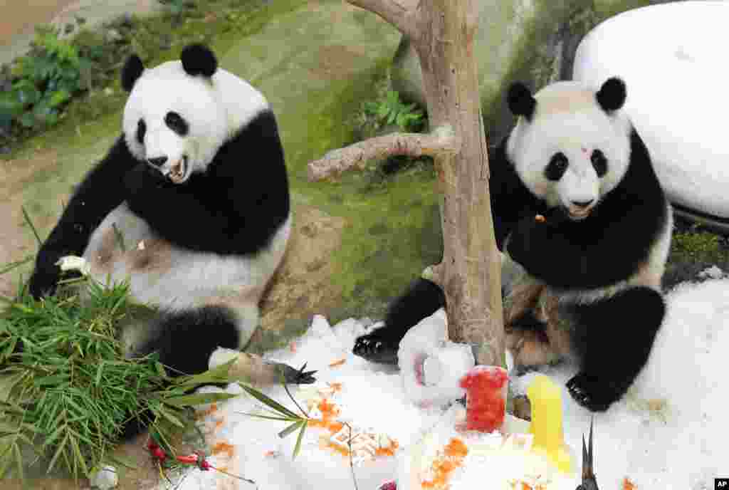 在马来西亚吉隆坡国家动物园的大熊猫保护中心，两岁的熊猫暖暖过生日，和他的母亲靓靓吃了竹蛋糕（2017年8月23日）。靓靓是从中国租借来的，暖暖将来要送到中国。