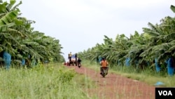 ចម្ការចេករបស់ក្រុមហ៊ុនដូនពេញអាហ្រ្គីកូ (Daun Penh Agrico) ក្នុងស្រុកលំផាត់ ខេត្តរតនគិរី កាល​ពី​ថ្ងៃ​ទី​១០ ខែ​តុលា ឆ្នាំ​២០២១។ (ស៊ុន ណារិន/វីអូអេ)