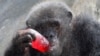 Un chimpanzé boit un rafraîchissement sucré alors qu'il est aspergé d'eau par une chaude journée au zoo de Dusit à Bangkok, en Thaïlande, le 30 mars 2017.