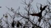 FILE - Bats fly over a tree at a central park in Dhaka, Bangladesh, March, 6, 2008.