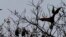 FILE - Bats fly over a tree at a central park in Dhaka, Bangladesh, March, 6, 2008.