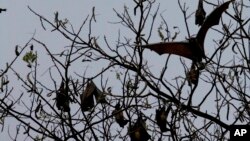 FILE - Bats fly over a tree at a central park in Dhaka, Bangladesh, March, 6, 2008.