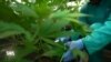 Le business du cannabis prend son envol au Lesotho