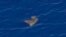 Object floats in the southern Indian Ocean in this picture taken from a Royal New Zealand Air Force P-3K2 Orion aircraft, March 29, 2014.