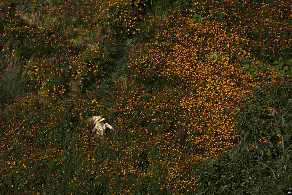 A farmer picks marigold flowers to make garlands to sell for Tihar festival, on the outskirts of Kathmandu, Nepal.
