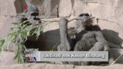 Kampung Amerika: Vaksinasi Nok Kebon Binatang