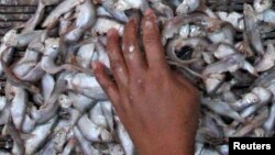 It all started with fish worth $400 provided by Zimbabwe’s Environmental Management Agency in their quest to preserve local wetlands.