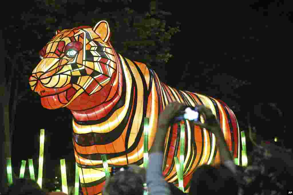 Patung harimau Sumatra yang dihiasi lampu diarak dalam parade di Sydney, Australia, untuk memperingati 100 tahun kebun binatang Taronga.