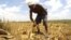 A farmer gathers arid corn crops on his farm in Kwale, Kenya, January 27, 2009. 