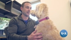 英语视频：带狗上班创造愉快的工作环境