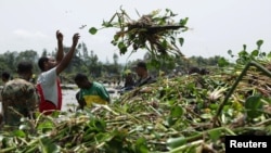 እምቦጭ አረም