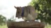 FILE- In this undated photo issued by the PDSA, People's Dispensary for Sick Animals, Cambodian landmine detection rat, Magawa is photographed wearing his PDSA Gold Medal, the animal equivalent of the George Cross, in Siem, Cambodia. (PDSA via AP)