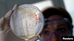 Tehničar u laboratoriji traži elemente bakterije ešerihija koli u ćelijama povrća.