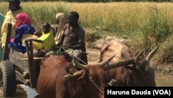 Manoman shinkafa a Zarbamari yadda suke fama da rashin hanya, sai sun yi anfani da dabbobi su bi ta cikin ruwa