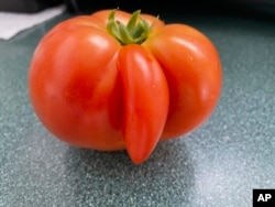 This 2022 image provided by Kathy Burrous shows a tomato with genetic mutation in Floral Park, New York. The anomaly occurs when tomato cells divide abnormally due to hot or cold weather, resulting in an extra segment that develops outside the fruit. (Kathy Burrous via AP)