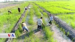 Li Germîyanê Hazirîya Çandina Birinca Kurdî Destpê Kir