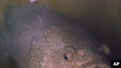 戴昆财的起居室饲养两条重达150公斤的龙趸石斑