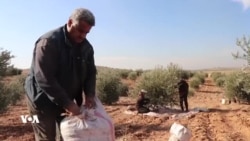 Efrînîyên Derbider Hezkirina Zeytûnên Xwe Anîye Kobanê 