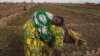 FILE - A woman, with a child on her back, is seen planting beans on a farm in Heremakono, Mali.