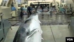 Pembunuhan ikan paus untuk komersial masih diperbolehkan.