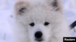 A Samoyed Laika puppy sits on snow during the "Kara-Dag 2016" open amateur dog sled and skijoring race near the village of Yelovoye in Taiga district, outside Krasnoyarsk, Siberia, Russia, February 21, 2016.