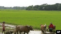 ဧရာဝတီ မြစ်ဝကျွန်းပေါ်ဒေသက လယ်ယာစိုက်ခင်း 