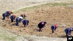 북한 묘향산 주변 논에서 여성들이 일하고 있다.