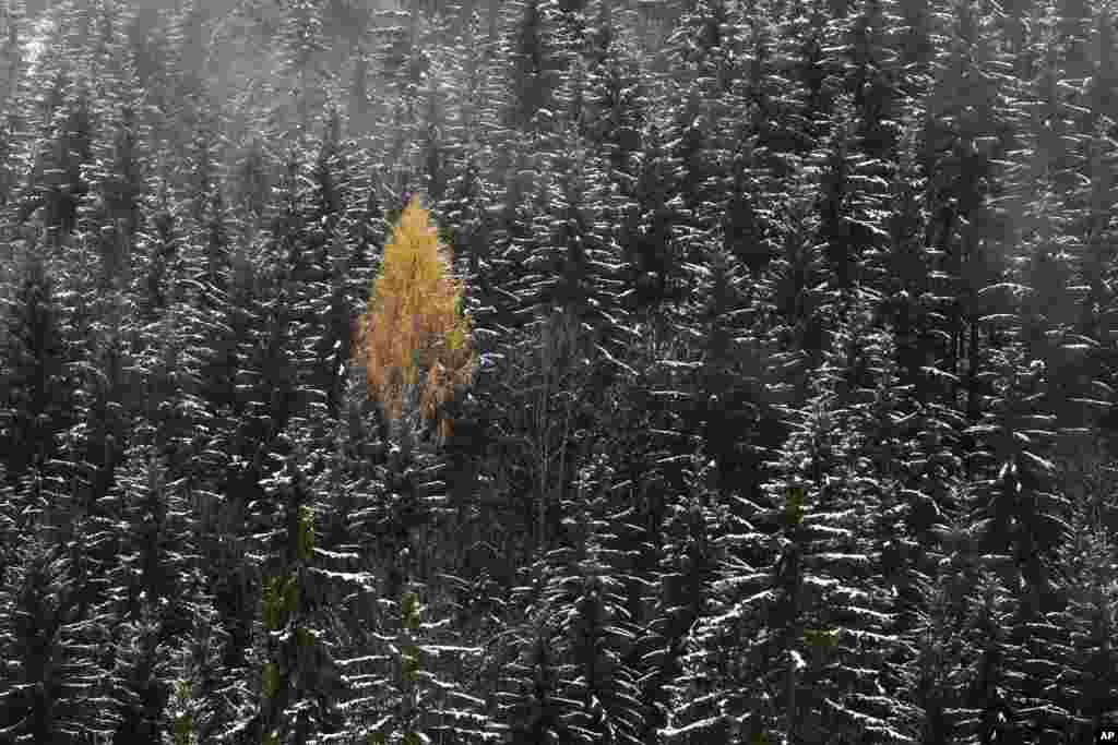 A larch glows golden surrounded by snow covered trees in Bayrischzell, Germany, Nov. 7, 2017.