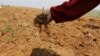 지난 2012년 북한 남포시에서 한 농부가 가뭄으로 마른 토양을 만지고 있다. (자료사진)
