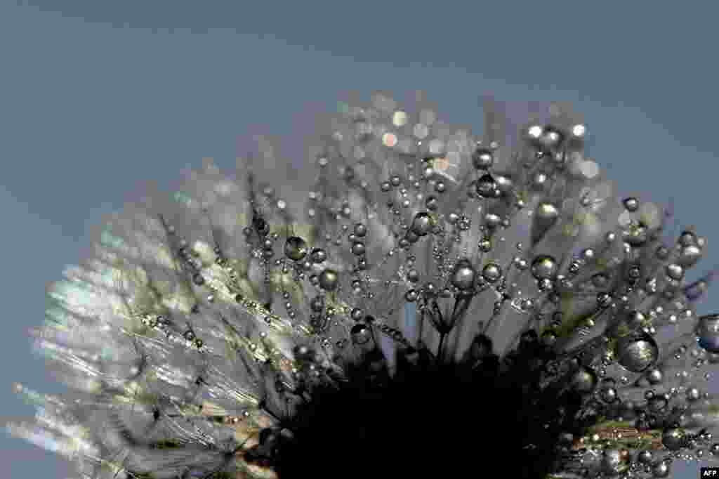 Water drops glitter on a flower in Potsdam, Germany.