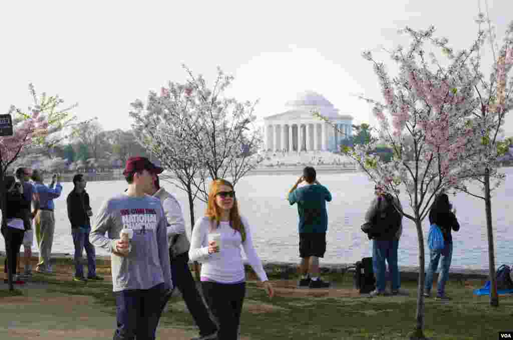 Turis dan pengunjung berdiri di ujung Tidal Basin untuk memotret bunga sakura di pagi hari, Washington, DC, 13 April 2014. (Elizabeth Pfotzer/VOA)